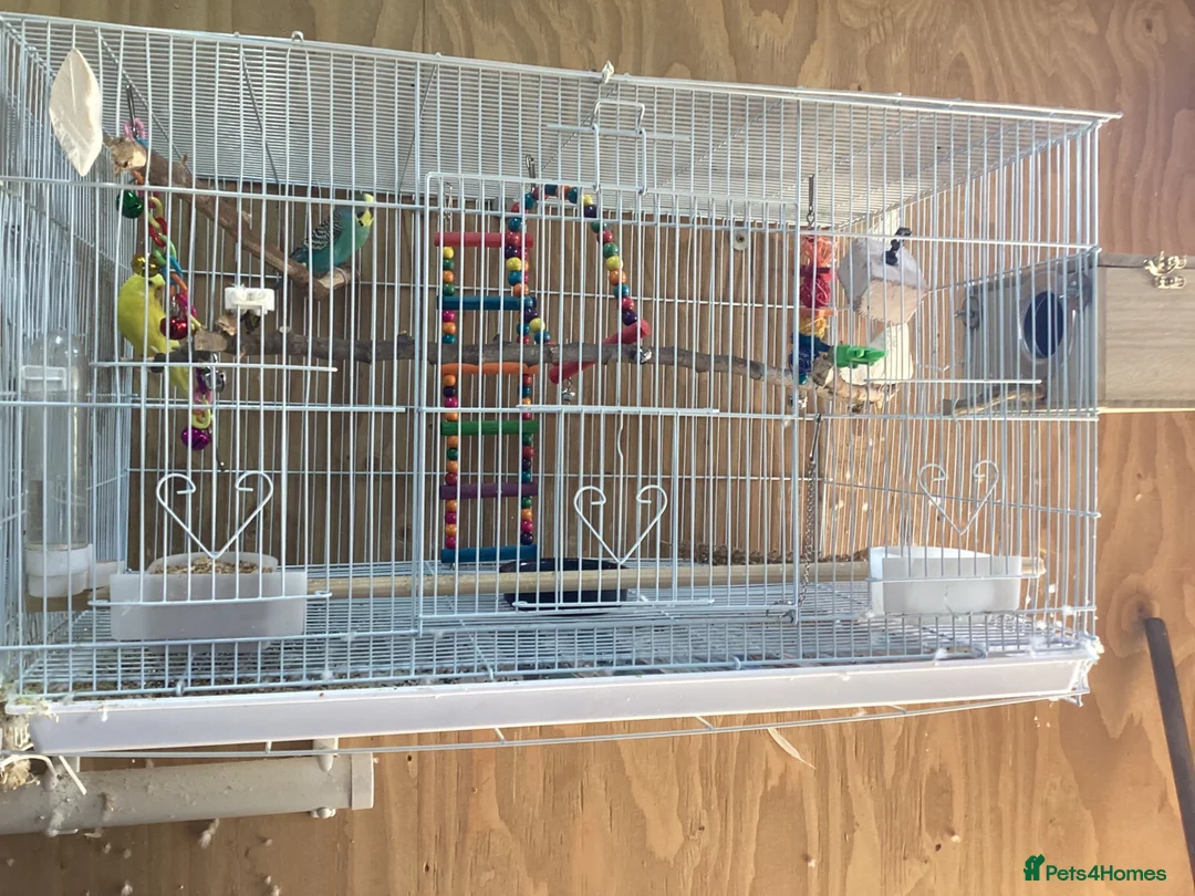 Budgerigars birds for sale: Pair of budgies - Advert 1