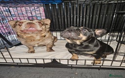 French Bulldog dogs for sale: 3 beautiful French bulldog puppies  - Image 18