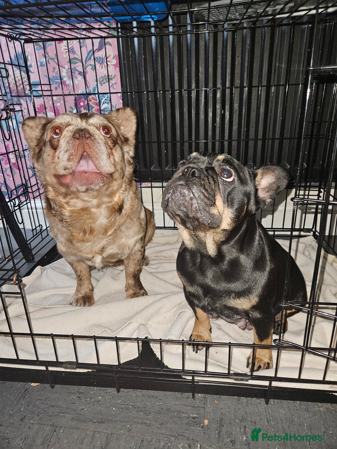 French Bulldog dogs for sale: 3 beautiful French bulldog puppies  - Image 18