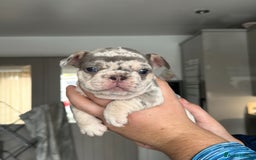 French Bulldog dogs for sale: 🤍 Merle / Lilac + Tan French bulldog puppies🤍 - Image 5