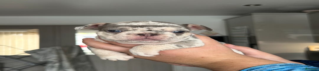 French Bulldog Puppy 2