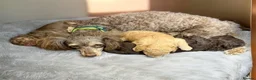 Toy Poodle dogs for sale: Chocolate toy poodles  - Advert 4