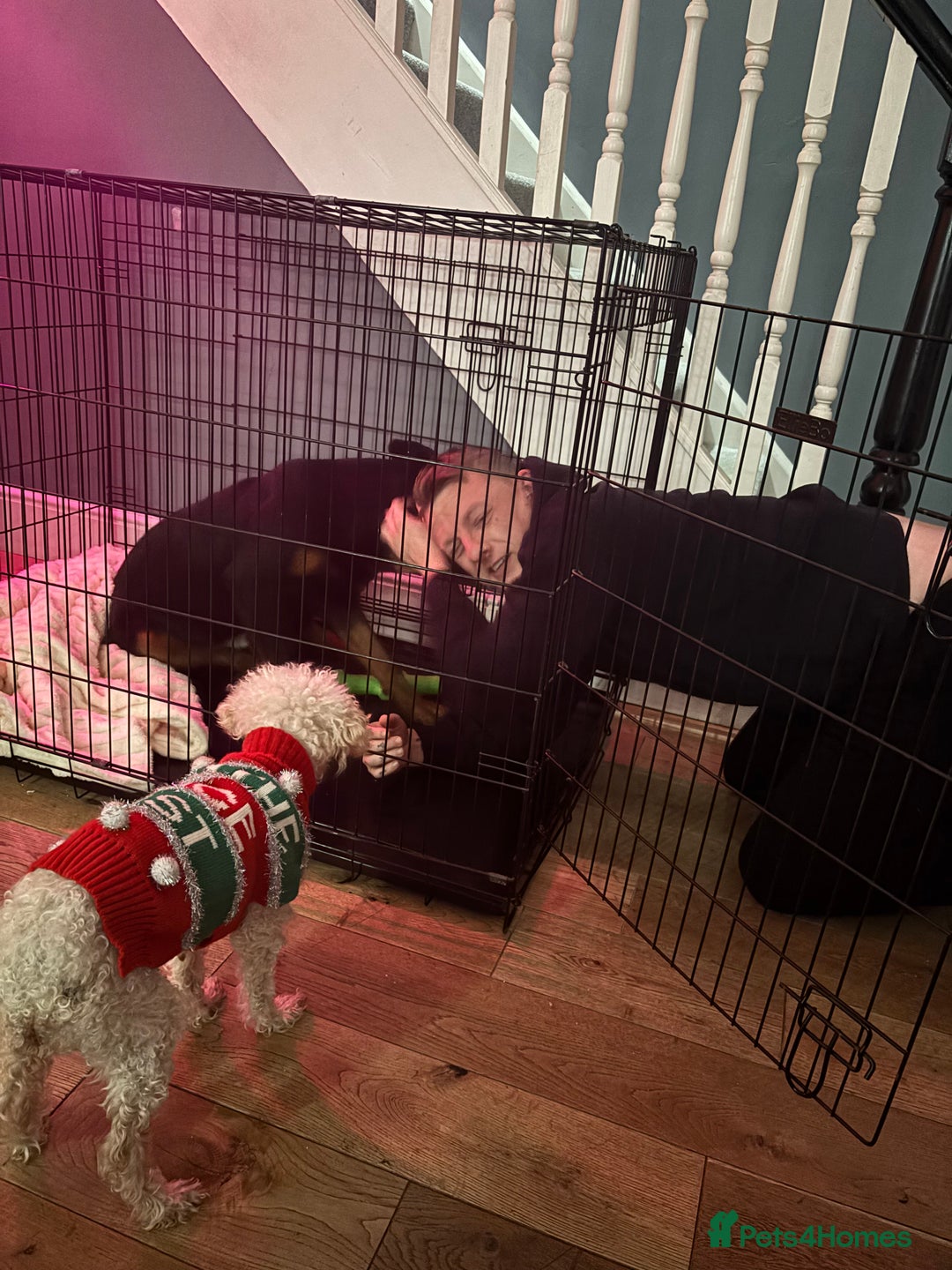 Rottweiler dogs for sale: 10month old rottie bitch - Advert 4