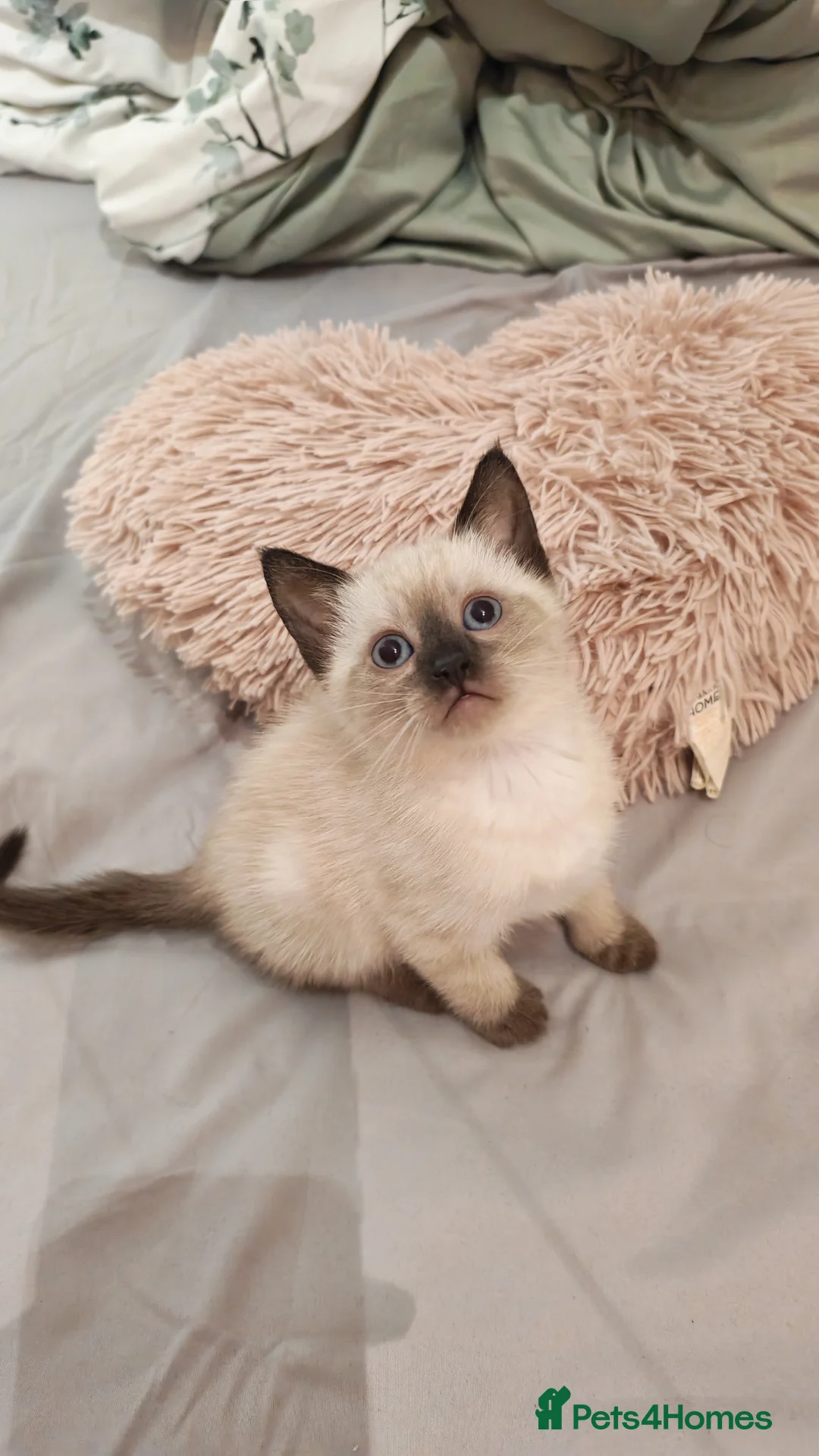 Siamese cats for sale: Sweet siamese girls -blue eyes  - Advert 2