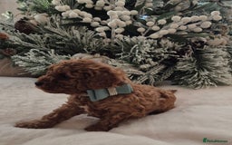 Toy Poodle dogs for sale: KC REG HEALTH TESTED TOY POODLE  - Advert 2