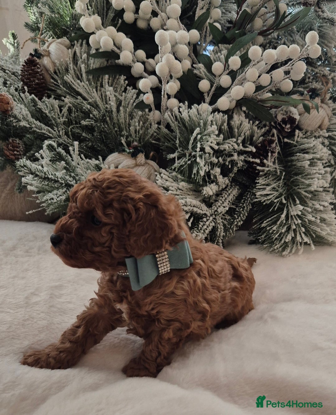 Toy Poodle dogs for sale: KC REG HEALTH TESTED TOY POODLE  - Advert 2