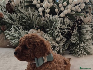 Toy Poodle dogs KC REG HEALTH TESTED TOY POODLE - Advert 6