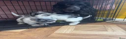 Cockapoo dogs for sale: Cockapoo puppies  - Advert 18