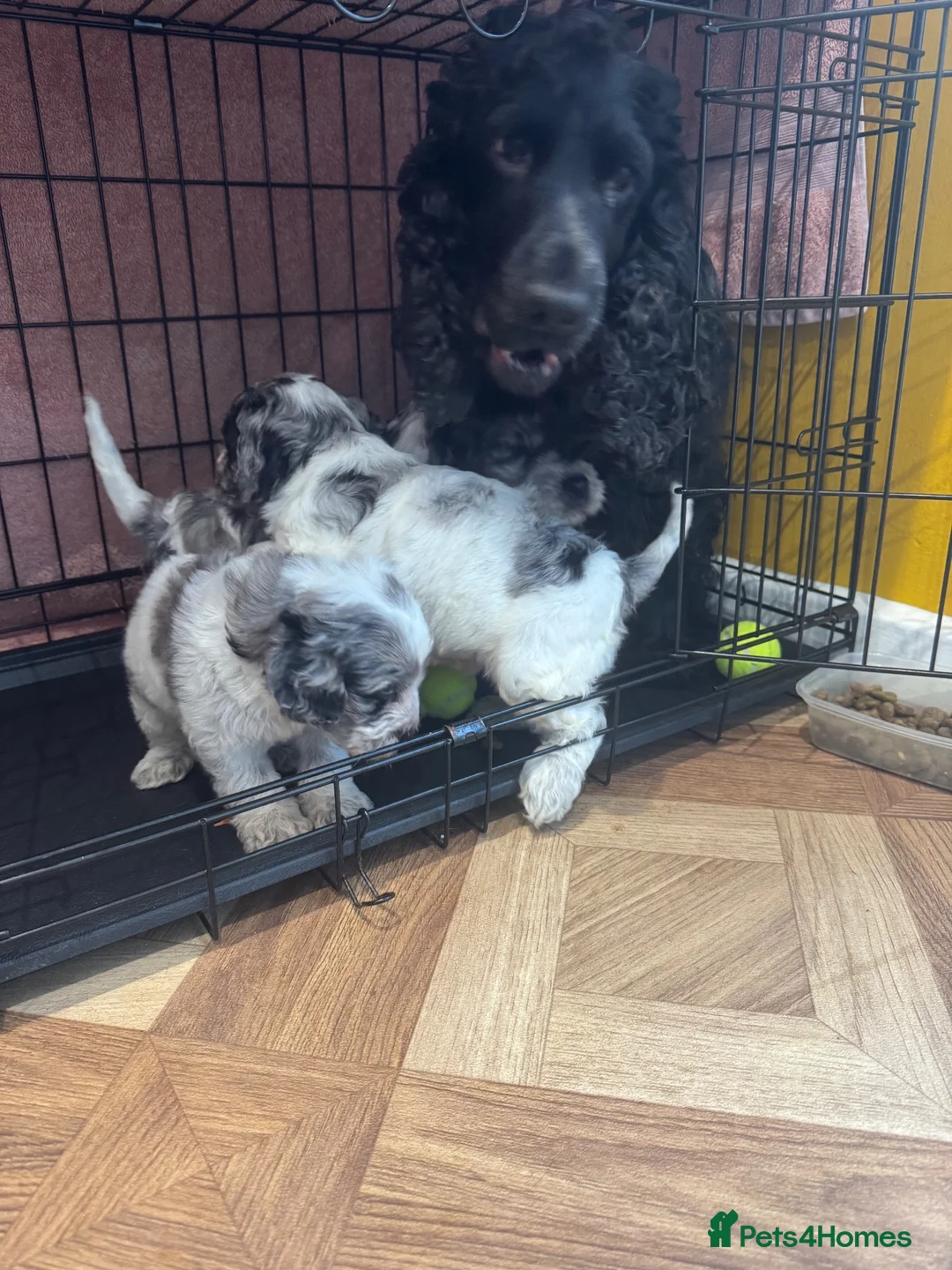 Cockapoo dogs for sale: Cockapoo puppies  - Advert 18