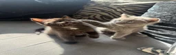 Mixed Breed cats for sale: 2 female kittens for sale  in Stockton-on-Tees - Advert 4