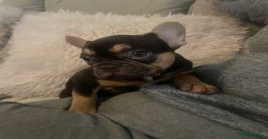 French Bulldog dogs - Advert 3