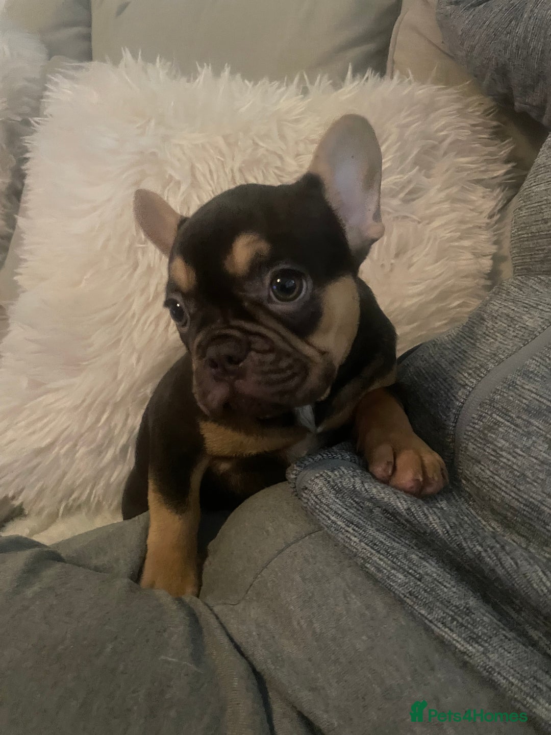 French Bulldog dogs for sale: Stunning French bulldogs  - Image 2