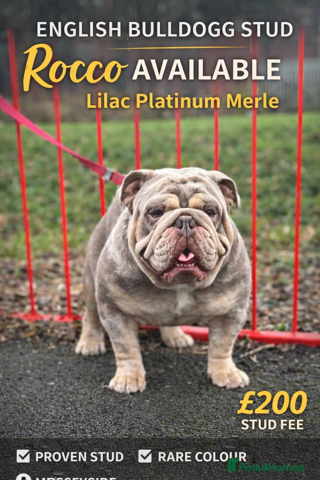 English Bulldog dogs DwKc registered platinum and tan Merle stud only  - Advert 5