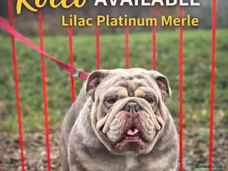 English Bulldog dogs DwKc registered platinum and tan Merle stud only - Advert 5