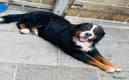 Bernese Mountain Dog dogs for sale: Beautiful Bernese Mountain Dog Puppies for Sale 🐾 - Image 16