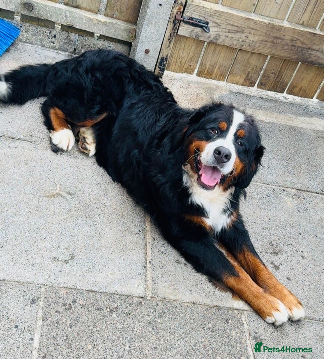 Bernese Mountain Dog dogs for sale: Beautiful Bernese Mountain Dog Puppies for Sale 🐾 - Image 16