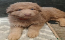 German Shepherd dogs for sale: ISABELLA GERMAN SHEPHERD 🌟 3 PUPS REMAINING 🌟 - Image 23