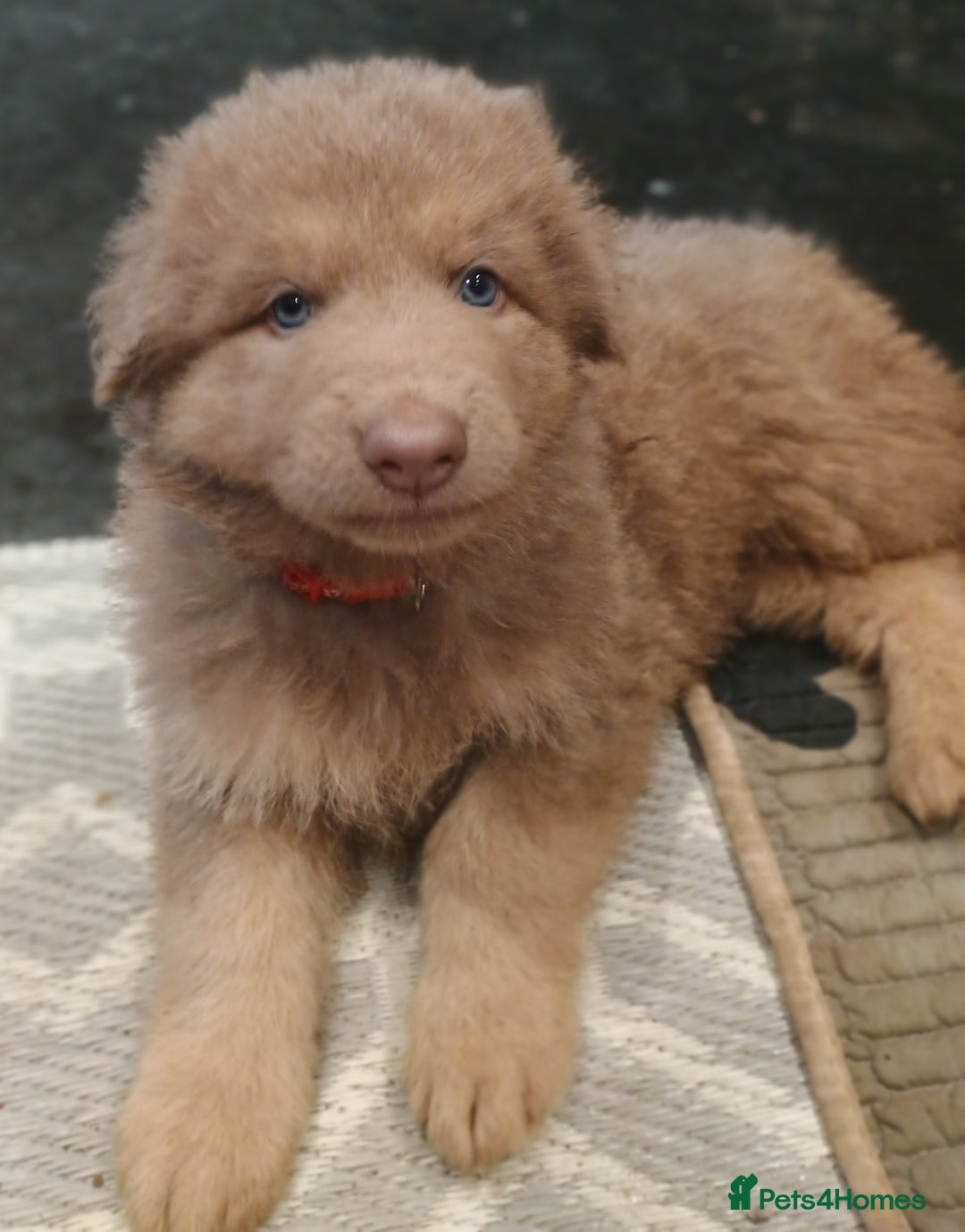 German Shepherd dogs for sale: ISABELLA GERMAN SHEPHERD 🌟 3 PUPS REMAINING 🌟 - Image 23