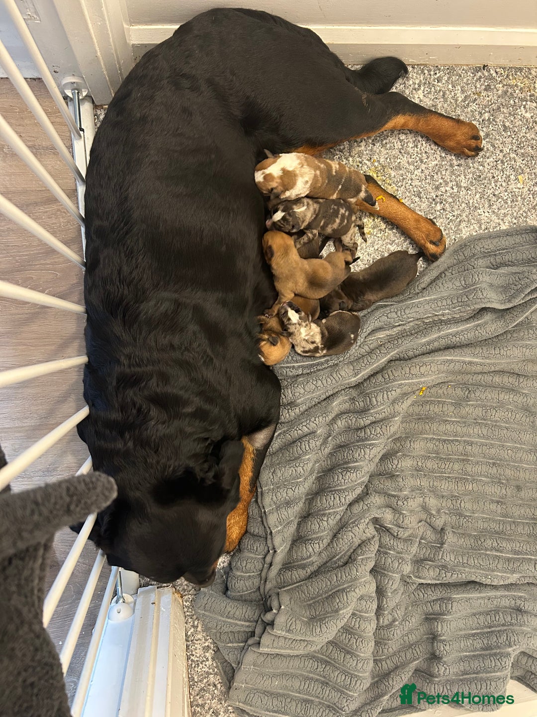 Mixed Breed dogs for sale: 4 beautiful puppies available  - Image 5