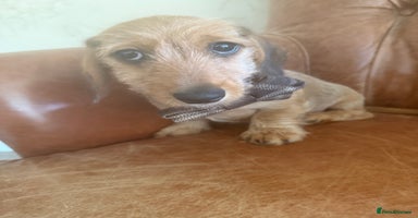 Dachshund dogs - Advert 6