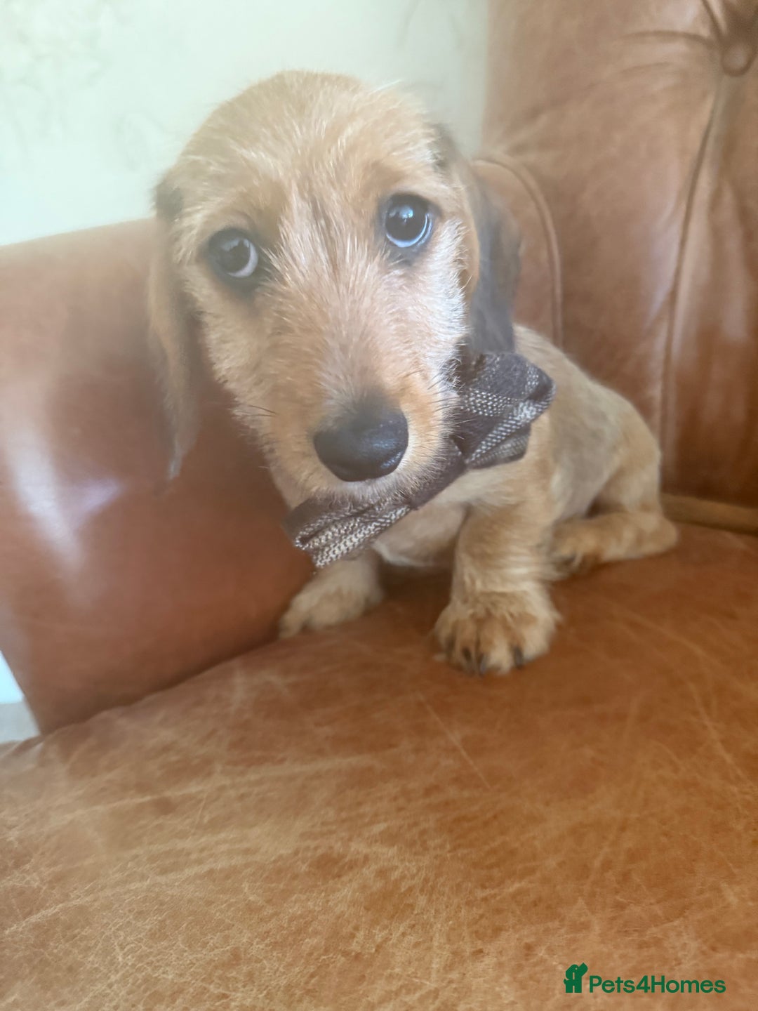 Dachshund dogs for sale: Stunning miniature wire dachshunds  - Image 3