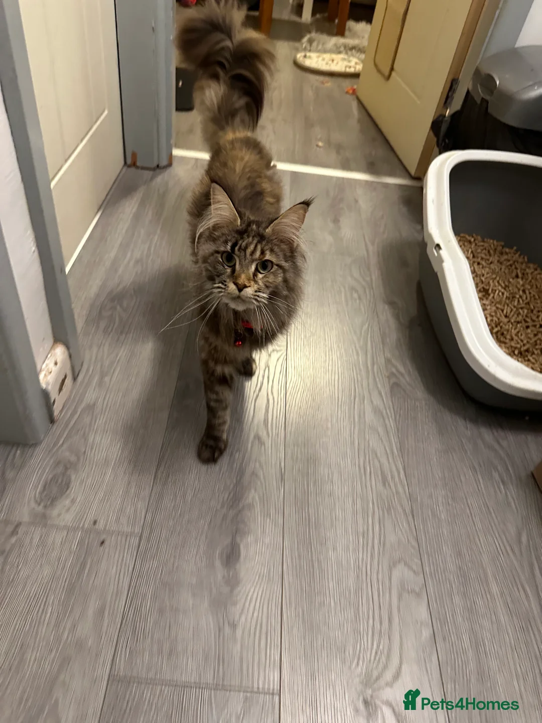 Maine Coon cats for sale: Pure breed Maincoon  - Advert 2