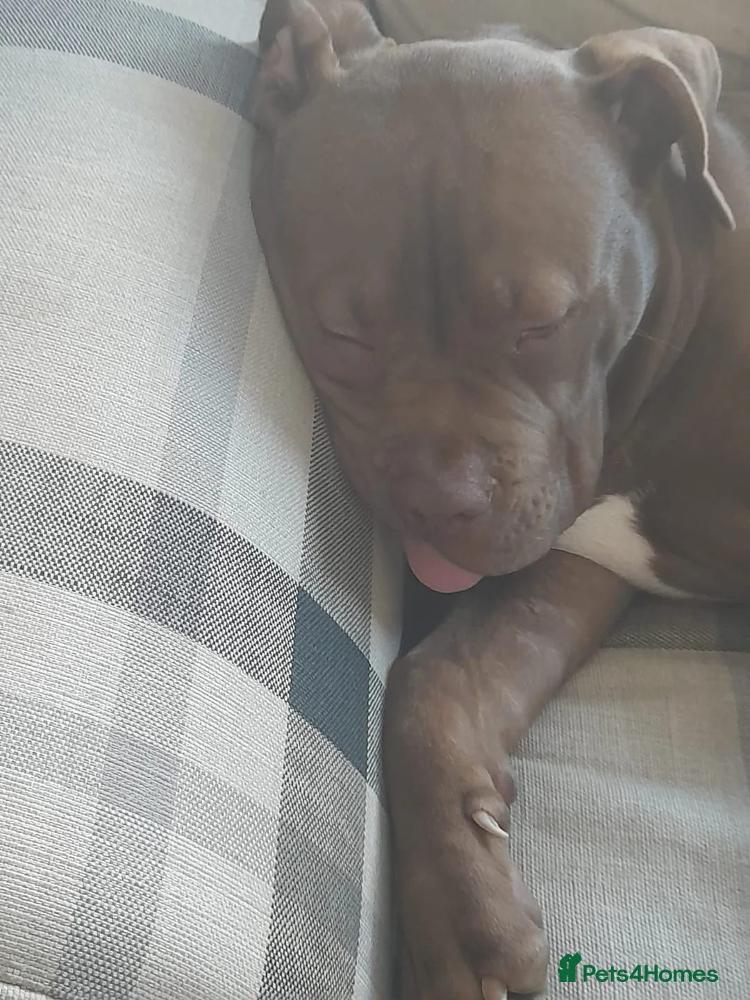 American Bully dogs for sale: 10mnth old Standard x pocket bully for rehoming. in Cambridge - Advert 8