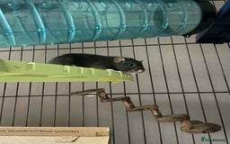 Rat rodents for sale: 2 rats with massive cage and extras - Image 4