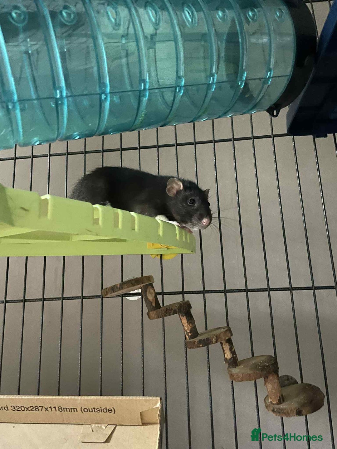 Rat rodents for sale: 2 rats with massive cage and extras - Image 4