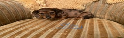 Miniature Dachshund dogs for sale: MINIATURE DACHSHUND PUPPIES  - Advert 14