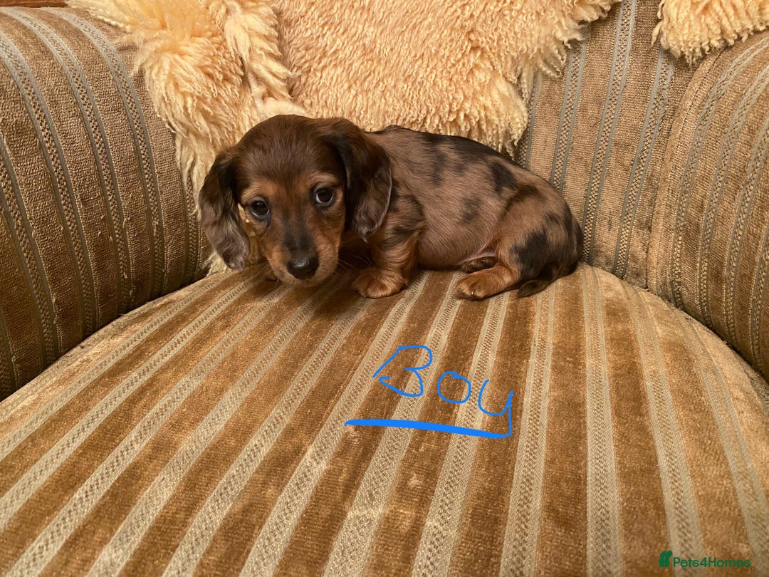 Miniature Dachshund dogs for sale: MINIATURE DACHSHUND PUPPIES  - Advert 14