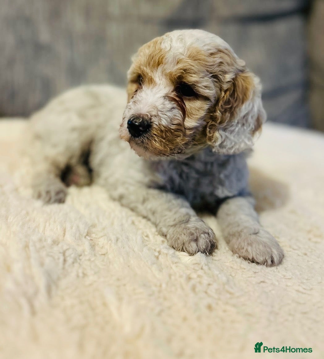 Australian Labradoodle dogs Australian labradoodles  - Advert 2