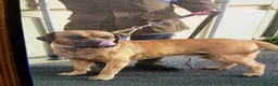 Presa Canario dogs for sale: Presser canario puppies - Advert 7