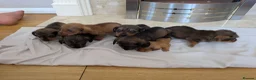 Mixed Breed dogs for sale: 3/4 dachshund 1/4 jack Russell - Advert 27