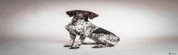 German Shorthaired Pointer dogs for sale: GSP KC Registered Puppies due April 2026 in Craven Arms - Advert 14