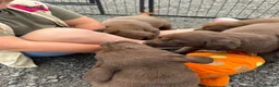 Labrador Retriever dogs for sale: 🐾Chocolate Labrador puppies🐾 - Advert 7