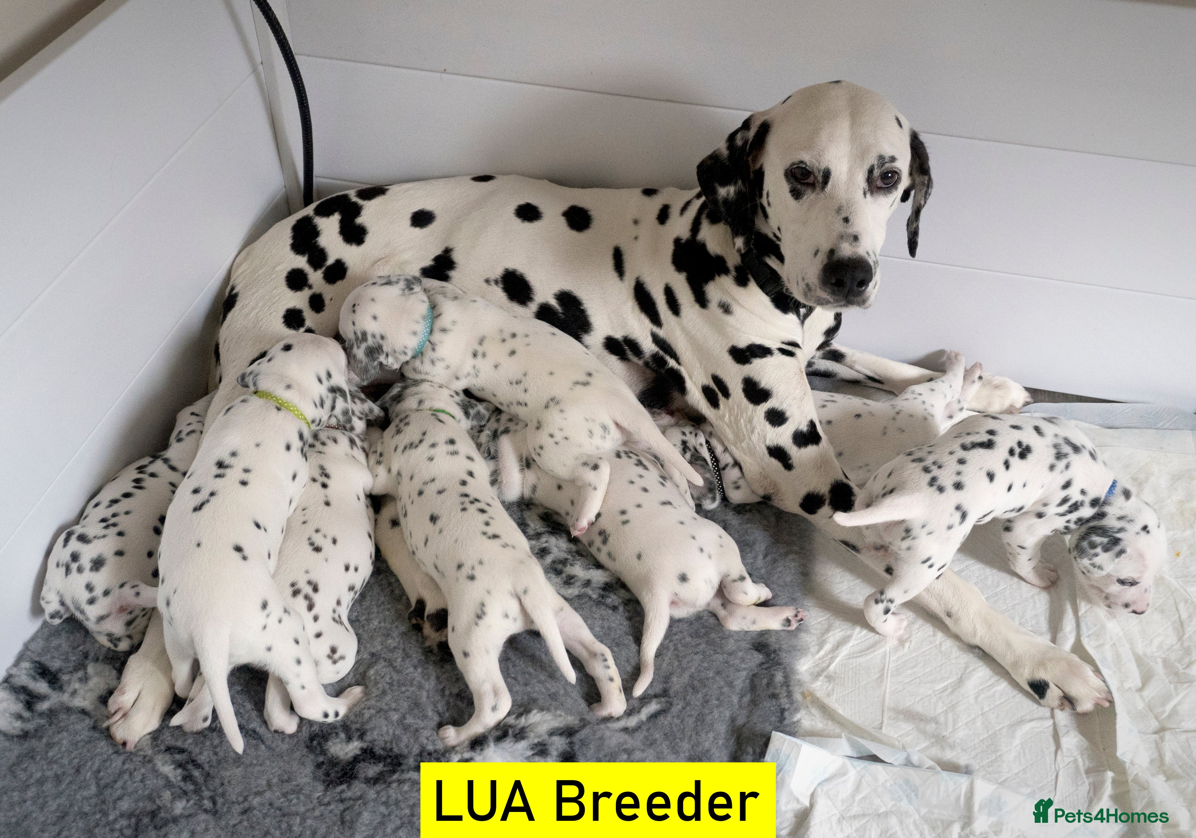 Dalmatian dogs KC Show Quality Rare LUA Dalmatian Puppies - Advert 1