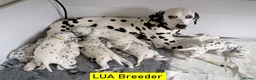 Dalmatian dogs for sale: KC Show Quality Rare LUA Dalmatian Puppies - Advert 1