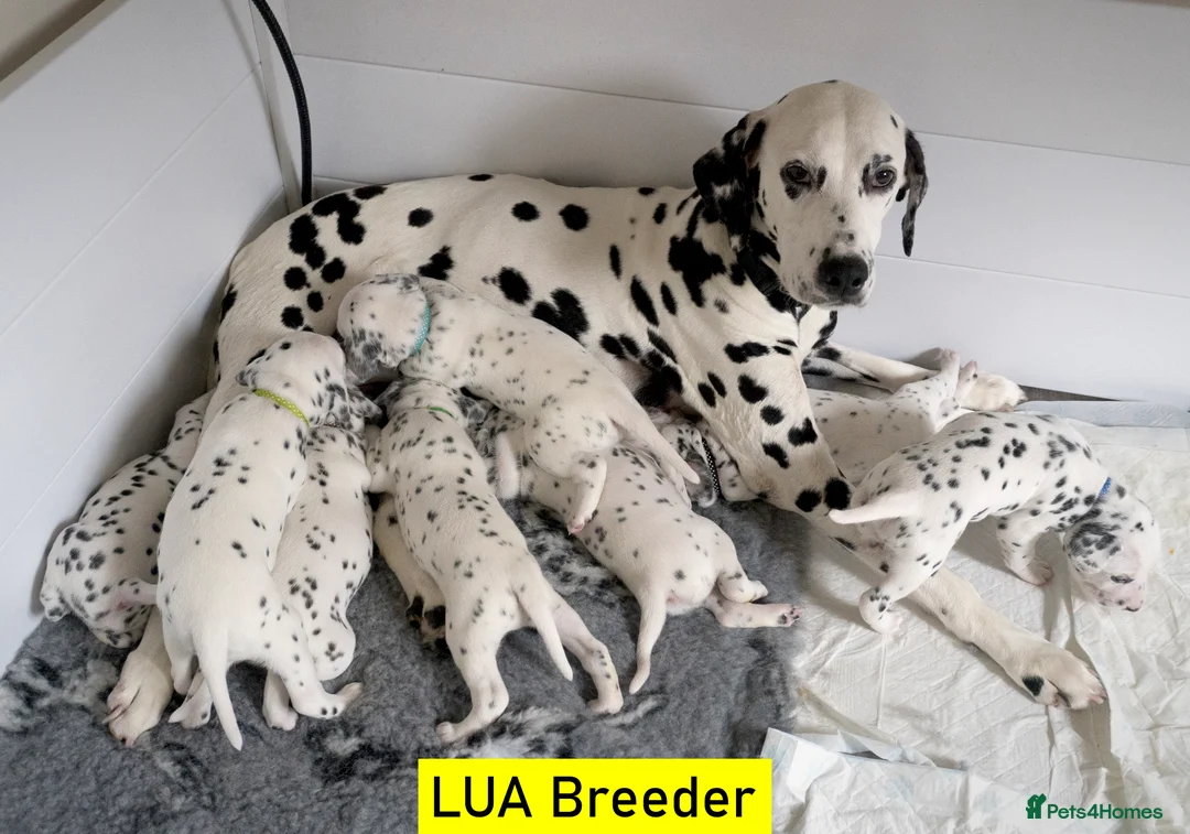 Dalmatian dogs for sale: KC Show Quality Rare LUA Dalmatian Puppies - Advert 1