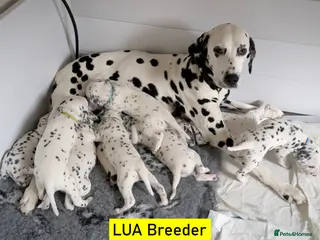 Dalmatian dogs KC Show Quality Rare LUA Dalmatian Puppies - Advert 1