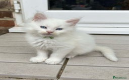 Maine Coon cats for sale: MAINE COON KITTENS SOME POLYDACTYL  - Image 21