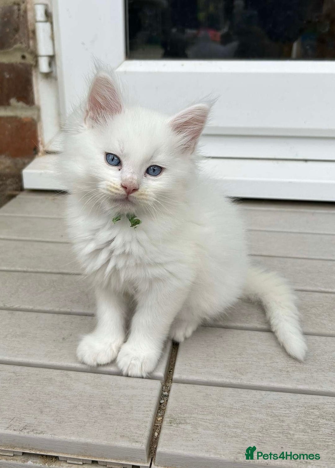 Maine Coon cats for sale: MAINE COON KITTENS SOME POLYDACTYL  - Image 21