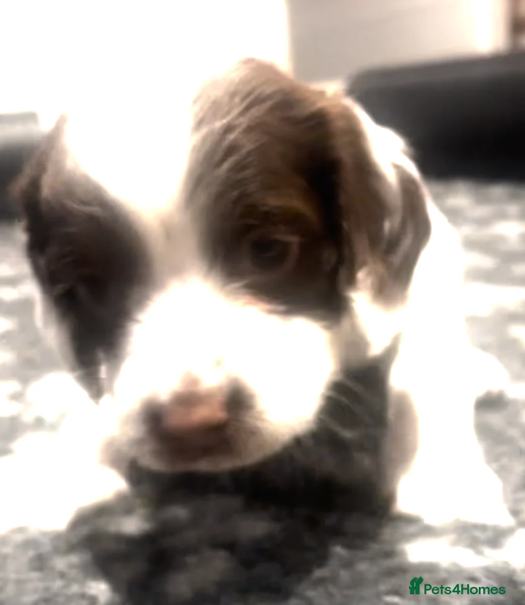 English Springer Spaniel dogs for sale: Pretty liver and white Springer Spaniels - Advert 6