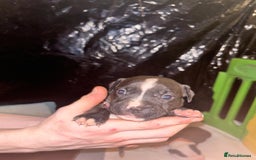 Mixed Breed dogs for sale: American bull staff - Image 3