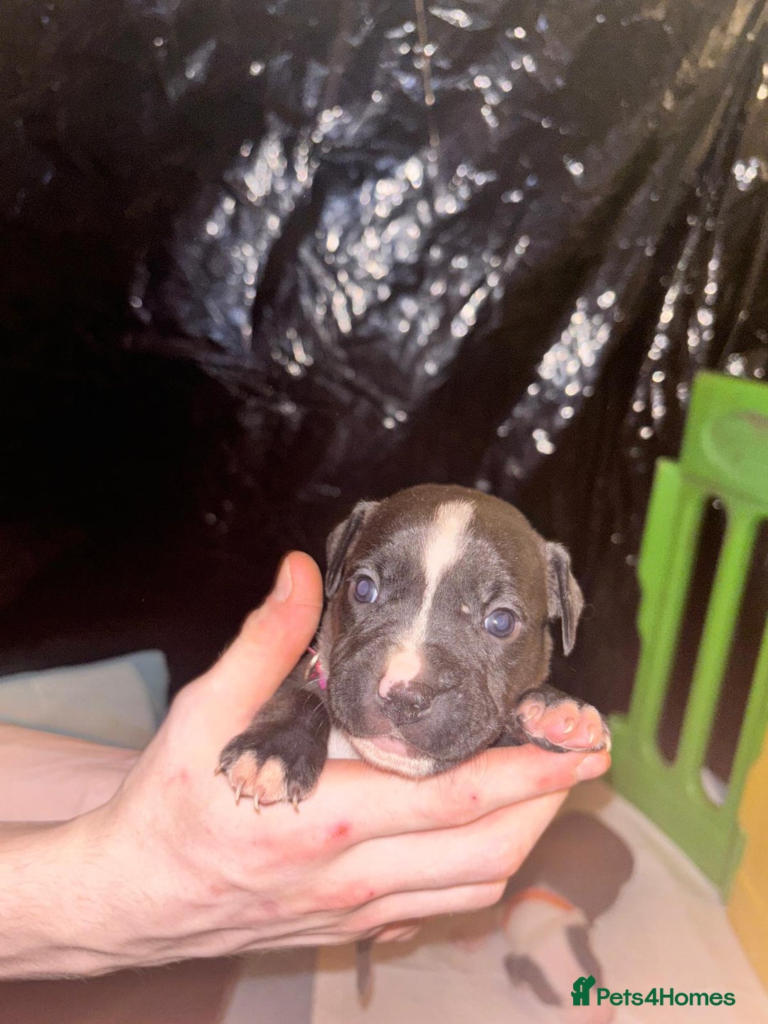 Mixed Breed dogs for sale: American bull staff - Image 3