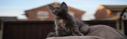 Maine Coon cats for sale: XL Pedigree Maine coon kittens - Advert 24