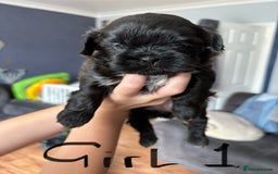 Shih Tzu dogs for sale: Beautiful shih tzu puppies for sale  - Image 3