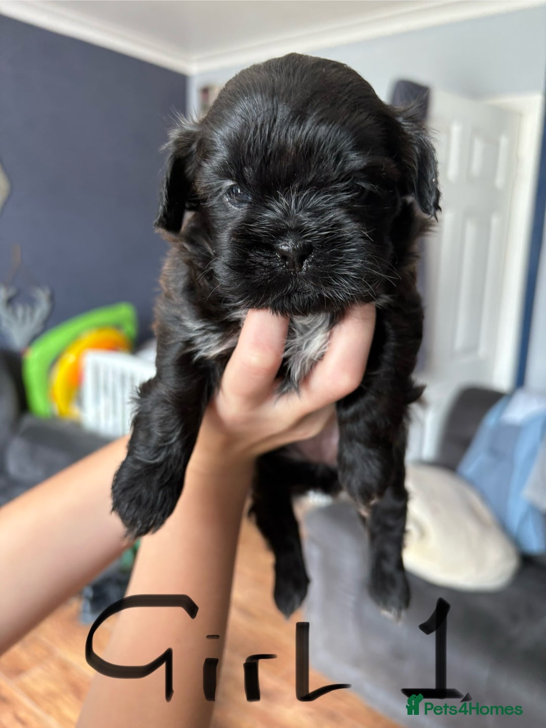 Shih Tzu dogs for sale: Beautiful shih tzu puppies for sale  - Image 3