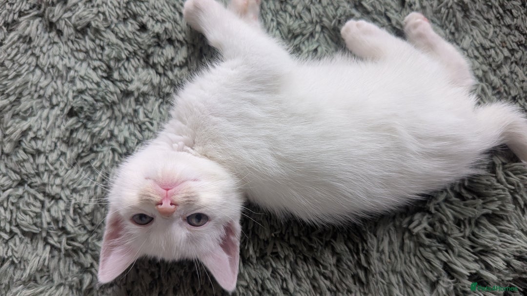 Mixed Breed cats for sale: Mixed coloured beautiful kittens 3 girls 3 boys  - Image 20