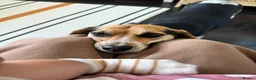 Beagle dogs for sale: Sweetheart Beagle - Advert 1